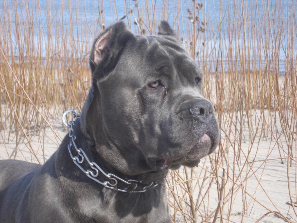 Cane Corso i Ryssland