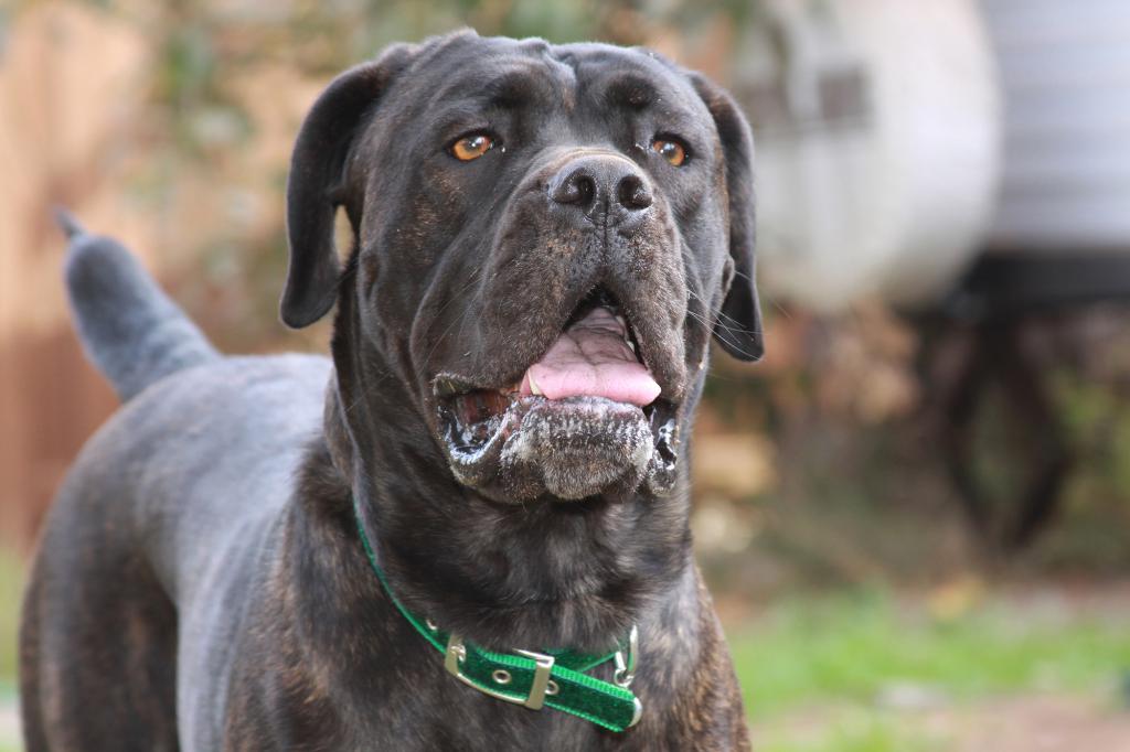 Cane Corso ras