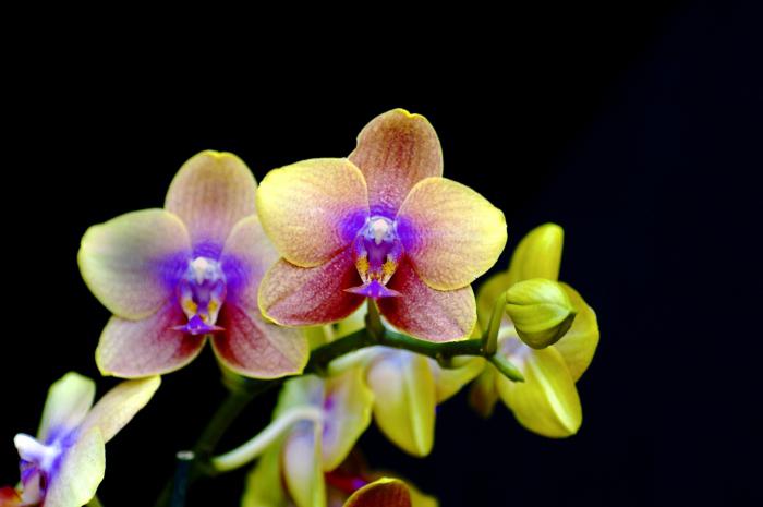 glazen plantenbakken voor orchideeën