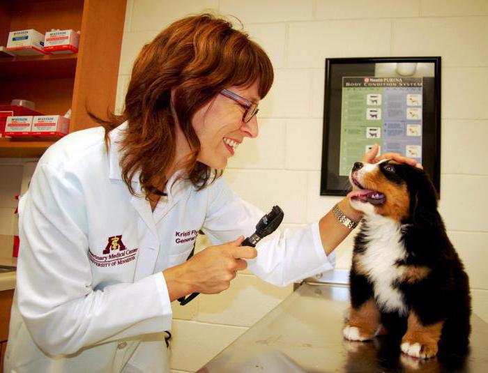 kako liječiti kataraktu kod pasa