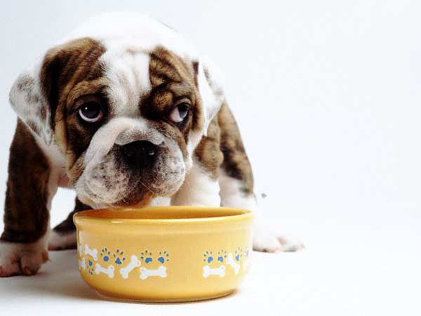 ração dietética seca para cães