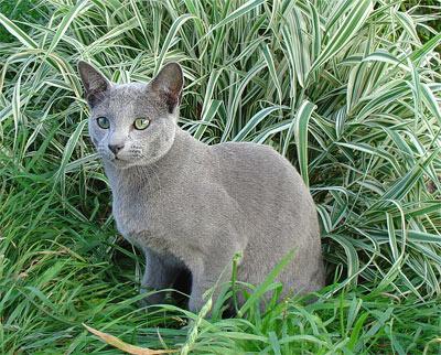 Foto di gatto blu russo