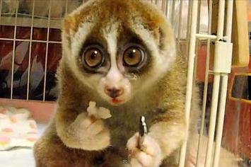 грижи и поддръжка на lemur lori