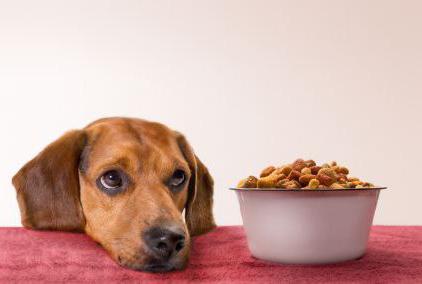 plan pro hrană pentru câini
