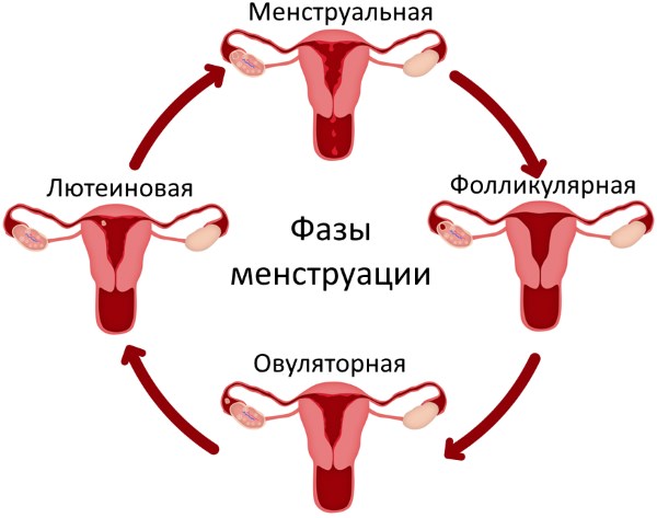 Φάσεις του εμμηνορροϊκού κύκλου