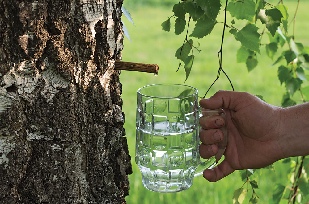 birch sap is useful for pregnant women