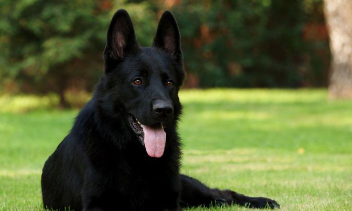 Perros pastor alemán negro