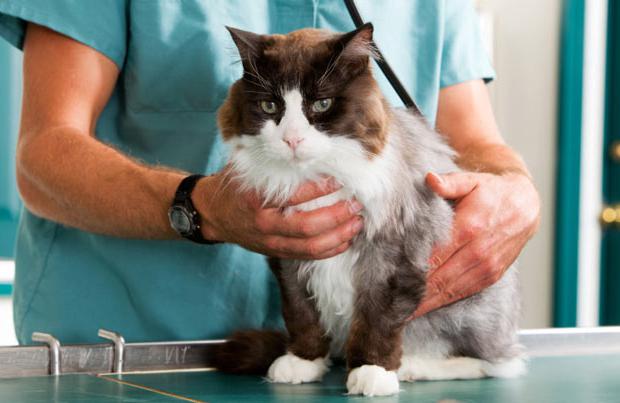 envenenamento no tratamento de gatos