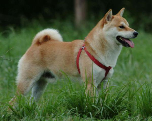 Akita Inu férfi fénykép 