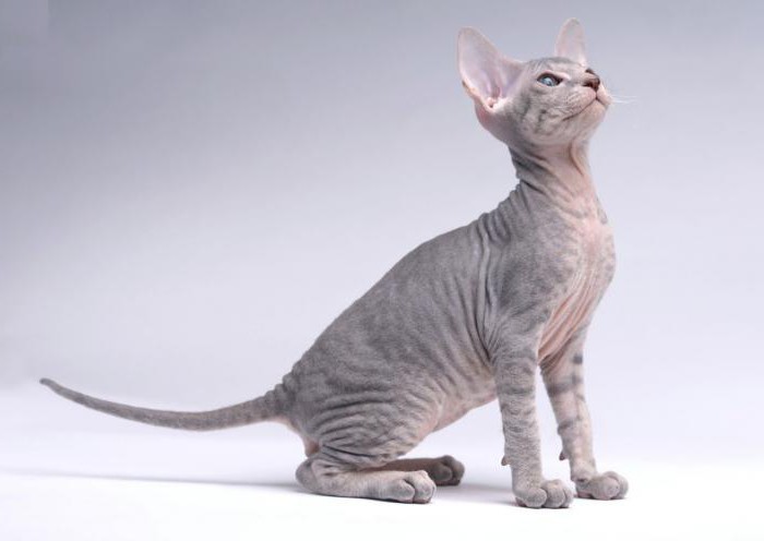 petersburg sphynx cat