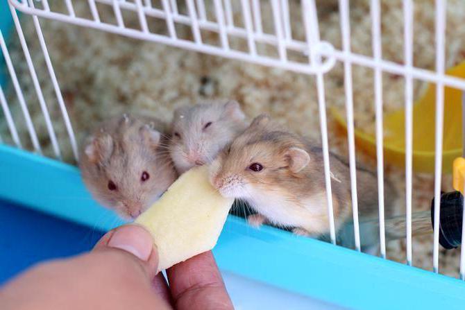 Bur for syriske hamstere