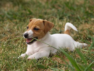 لماذا يأكل الكلب العشب والتجشؤ