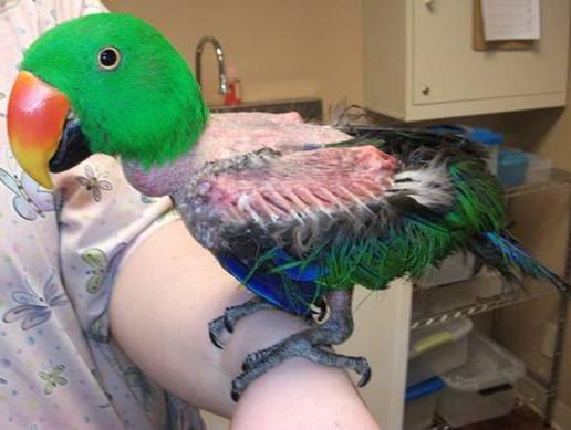 proč papoušci upouštějí peří z ocasu