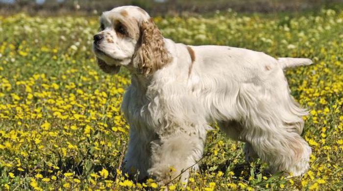 personaj american cocker spaniel 