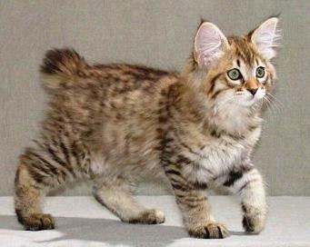 breed of cats without a tail