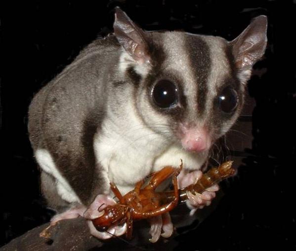 opossum di zucchero volante