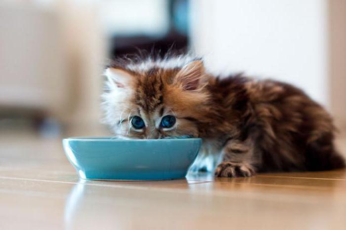 cuidado y nutrición de gatitos scottish fold