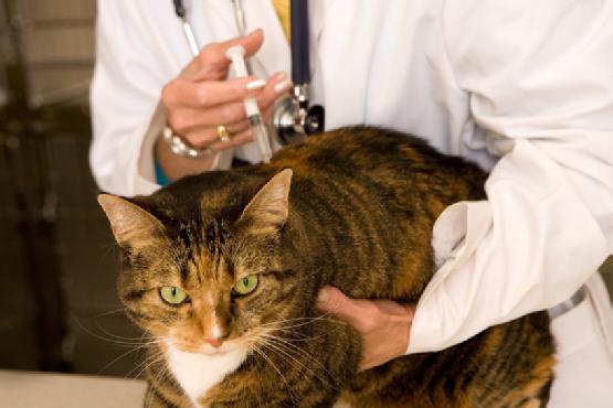 kedi aşıları