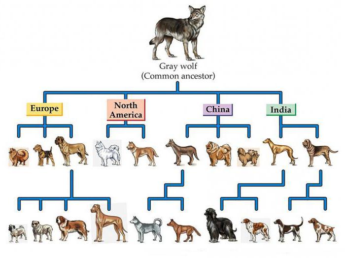 origem das raças de cães