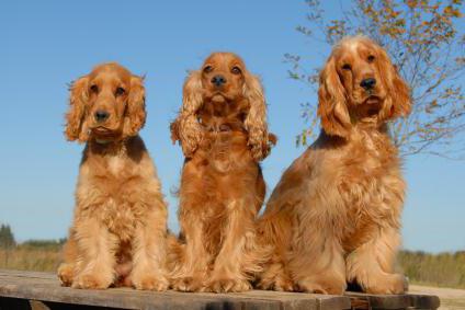 أصناف من spaniels 