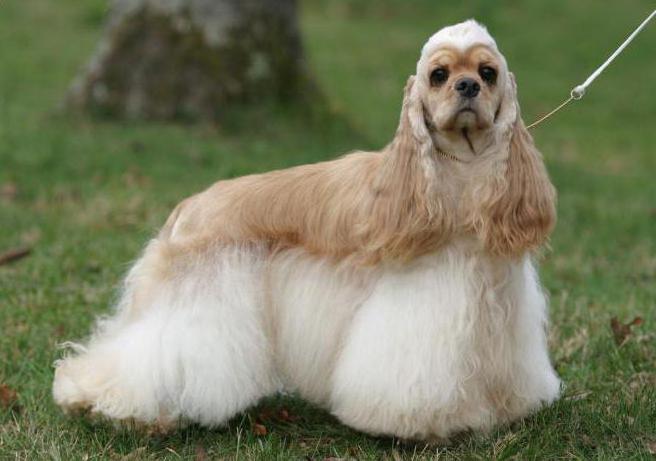 أصناف من spaniels مع الصور 