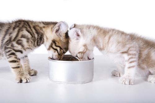 דירוג מזון לחתולים רטובים