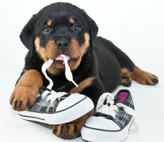 Rottweiler rasekarakter 