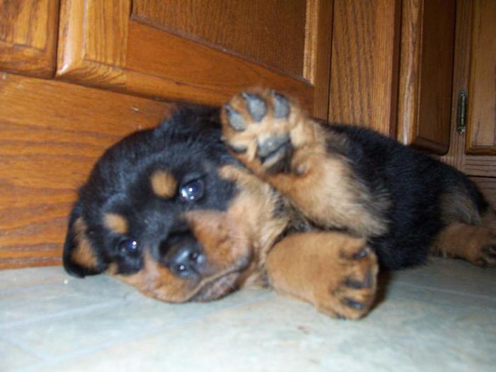 descrierea caracterului rottweiler 