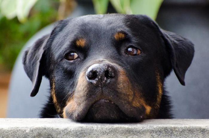 caracter de rasa câine rottweiler 