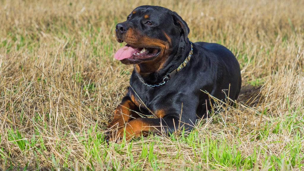 how many rottweilers live