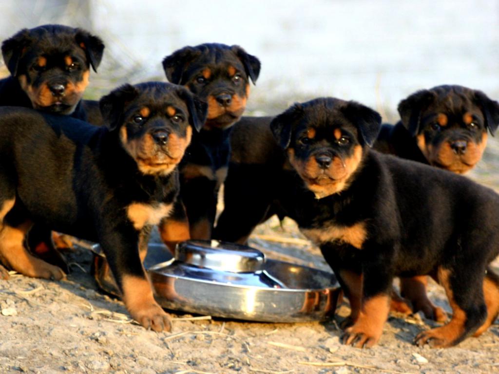 einen Rottweiler füttern