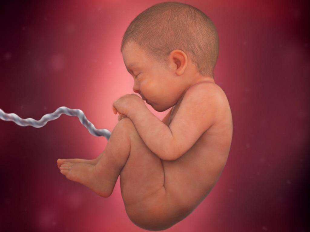गर्भ में भ्रूण का विकास