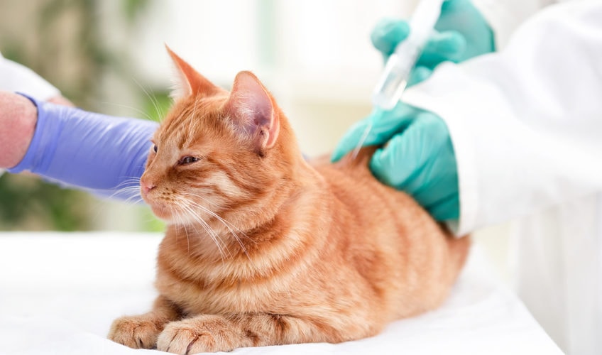 Katt på veterinærens avtale