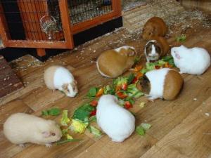 how many live guinea pigs