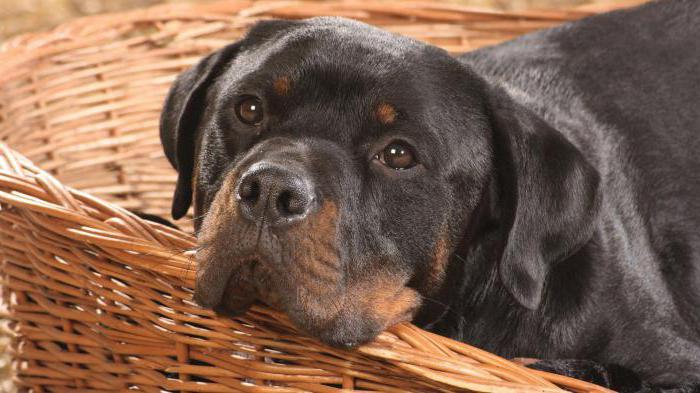 how much does a rottweiler live