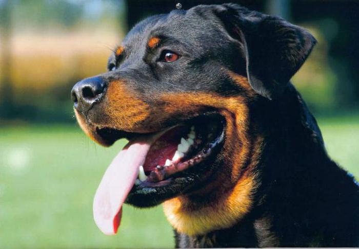 Quantos anos vivem os cães Rottweiler? 
