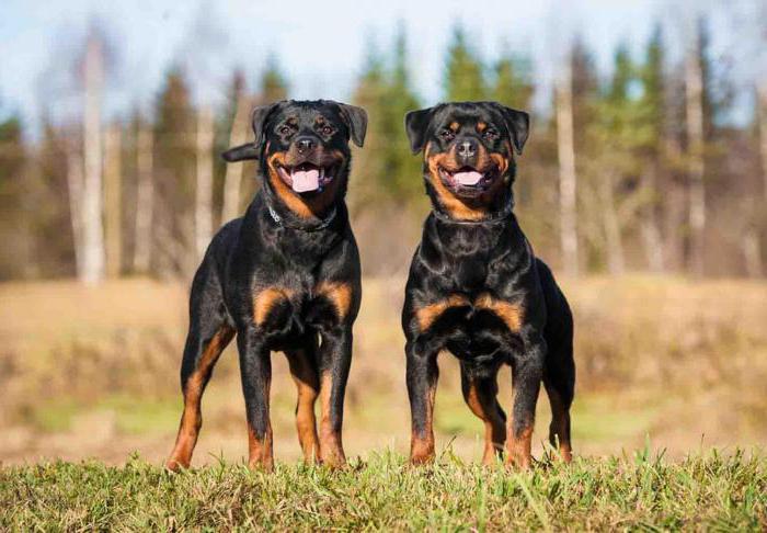 how old are the dogs of the Rottweiler breed
