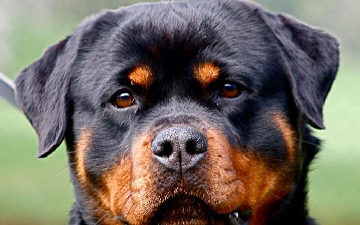 how many live rottweilers the weight of a rottweiler