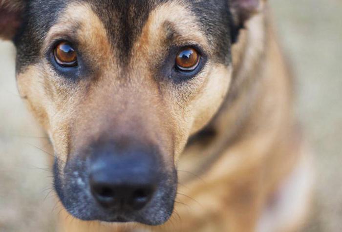 hvorfor rir hunden på paven