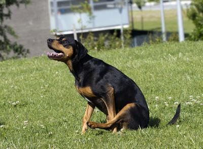 hva du skal gjøre hvis hunden rir på paven