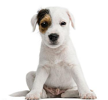 parson russell terrier cins açıklama