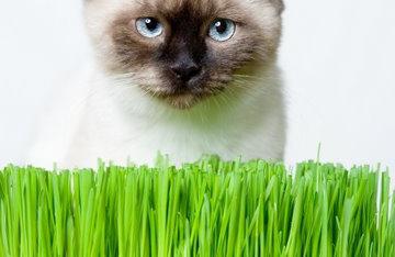 Трава для кішки 
