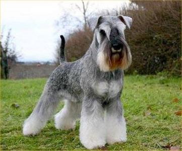 coupe schnauzer