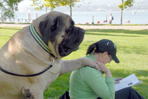 de meest interessante feiten over honden