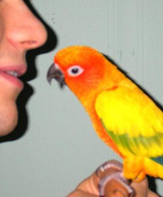 Cseh papagáj