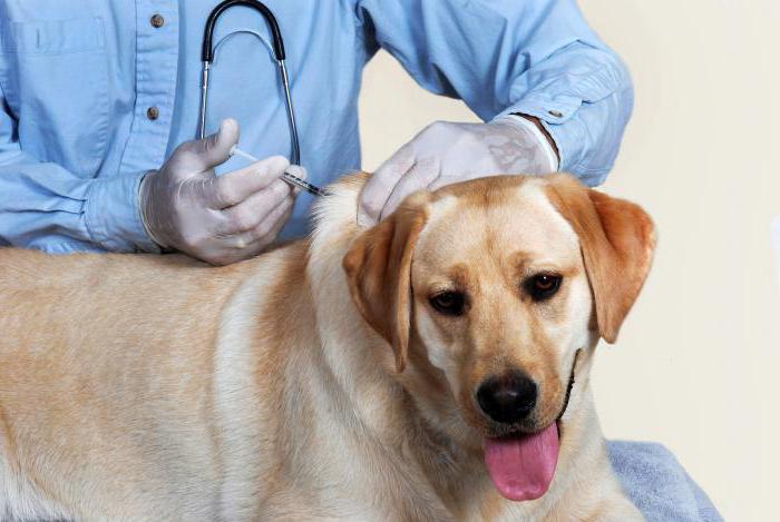 вакцина против беснила за псе