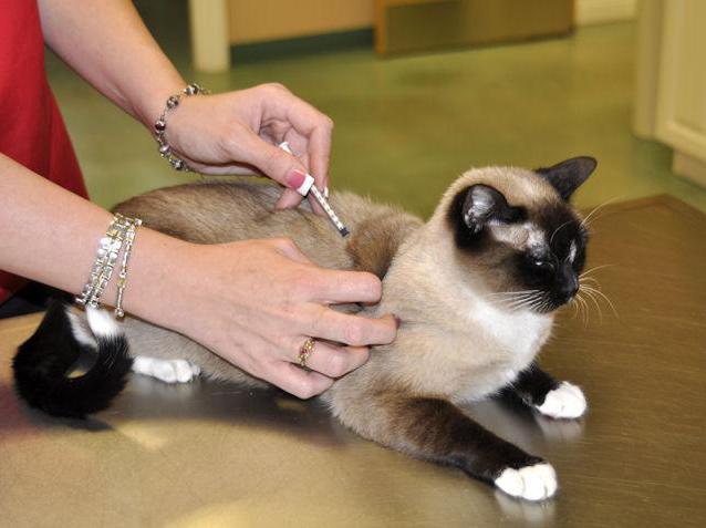 Vacderm instruções e método de uso para gatos 