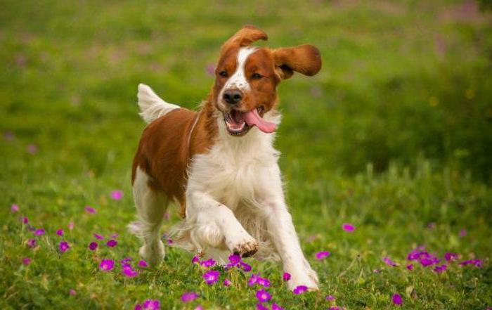 descripción de la raza springer spaniel galés 