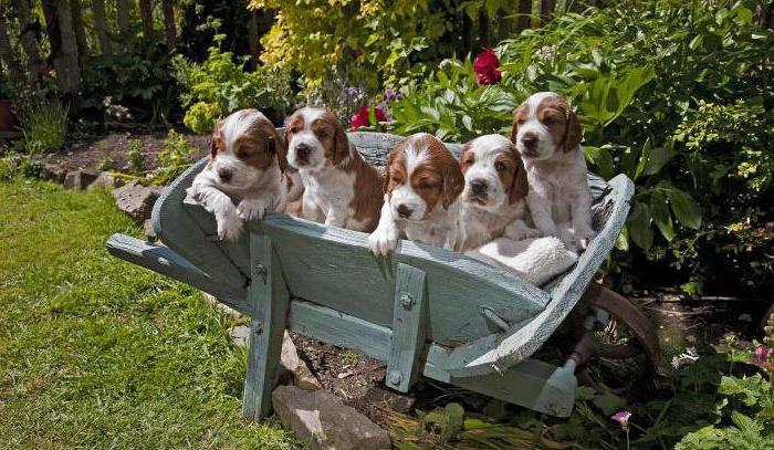 cachorros de springer spaniel galés