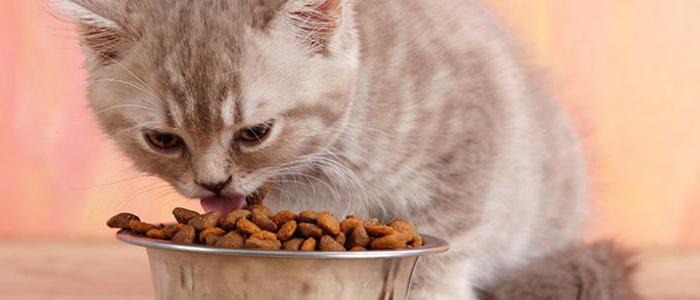 ветеринарна храна за котки